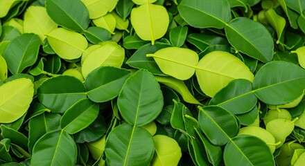 Fresh Kaffir Lime Leaves Textured Background