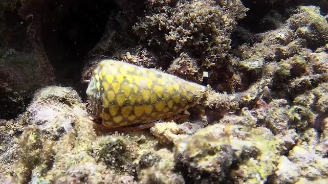 Dangerous black and yellow Conus marmoreus sea snail crawling on sand in shallow water near Borneo island, time-lapse macro footage of a venomous marine predator with extended proboscis.