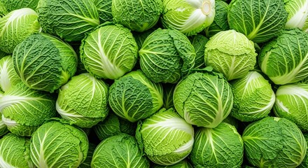 Abundant Green Cabbage Heads Piled High in a Full Frame Shot
