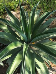 Obraz premium Beautiful century plants in garden 