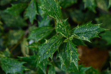 Holly leaves close-up as background
