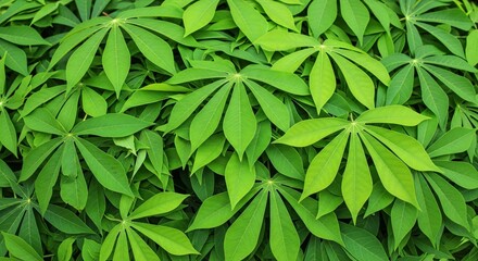 Lush Green Cassava Leaves with Intricate Vein Patterns