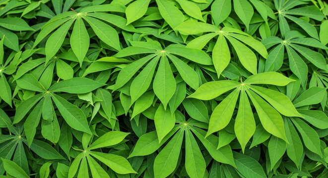 Lush Green Cassava Leaves with Intricate Vein Patterns