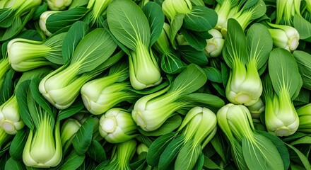 Obraz premium Fresh Bok Choy Pile with Vibrant Green Leaves