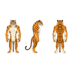 Set of tiger character. illustration design.