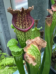 温室のサラセニア