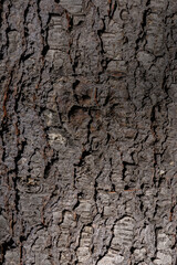 Detailed tree bark texture macro background