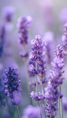 Fototapeta premium Serene lavender field bathed in sunlight evokes wellness aroma peaceful summer beauty