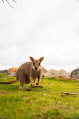 High-quality photos of wallabies and kangaroos on Magnetic Island, Australia, surrounded by green grass, grey rocks, and the ocean in the background on a cloudy day, capturing adorable wildlife in the