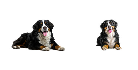 Two Bernese Mountain Dogs Posing on Black Background