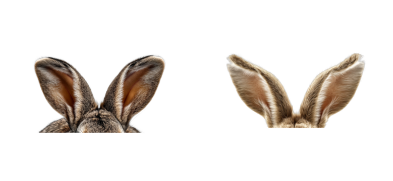 Close-up of two fluffy rabbit ears against a black background