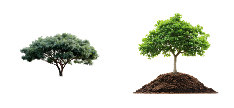 Two different trees with leaves on black background