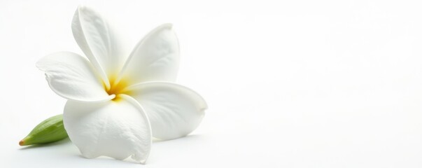 Obraz premium Single jasmine blossom, delicate petals, white, isolated , high-resolution, elegant
