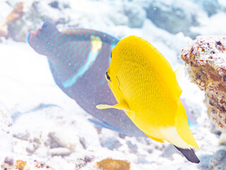 シテンヤッコ, Threespot Angelfish, Apolemichthys trimaculatus,...