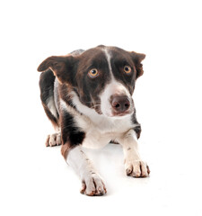 border collie in studio