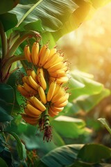 Obraz premium Golden Bananas Ripening on a Lush Green Banana Tree in Sunlight