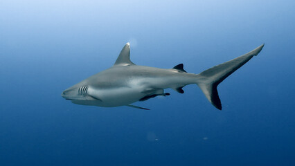 A sleek hammerhead shark glides through the deep blue ocean, its distinctive head and streamlined body cutting through the water. Captured in marine life photography, the image highlights the grace.