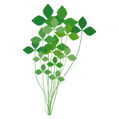 みつば　葉物野菜のイラスト素材