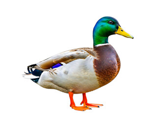 Mallard duck standing isolated on transparent background, showcasing its vibrant plumage