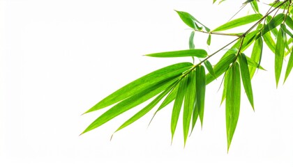Fototapeta premium Fresh Green Bamboo Leaf Isolated on White Background Representing Asian Botanical and Eco Nature Concept