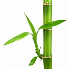 Obraz premium Fresh Green Bamboo Stem Isolated on White Background Representing Asian Plant and Natural Biotic Growth Concept