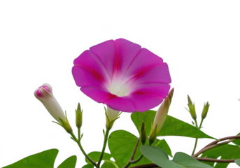 Vibrant pink morning glory flower and bud isolated on transparent background