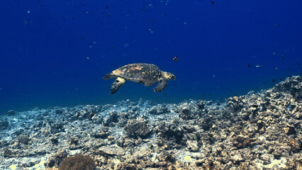 A sea turtle gracefully swims above a vibrant coral reef, surrounded by small fish. The clear blue water highlights the diverse marine life, capturing the serene beauty of underwater ecosystems.