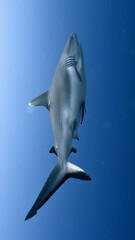 A sleek hammerhead shark glides through the deep blue ocean, its distinctive head and streamlined body cutting through the water. The image captures the grace and power of this apex predator.