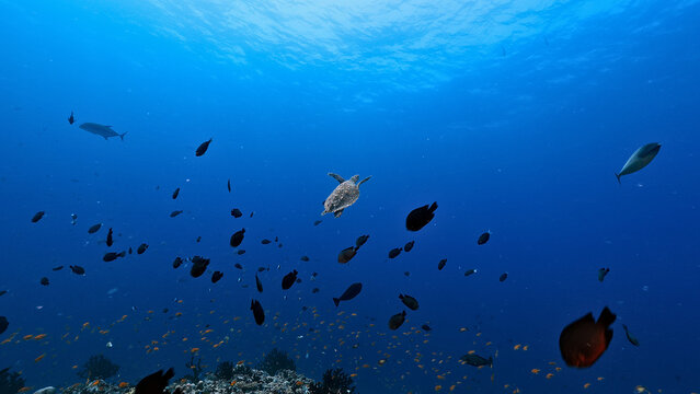 A vibrant underwater scene with a school of fish and a lone sea turtle swimming gracefully. The deep blue ocean backdrop highlights diverse marine life, capturing the serene beauty.