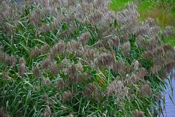 Common reeds grow on riverbanks. Poaceae  perennial grass. Recent construction of embankments has taken away the habitat of the creatures that live in the reed beds.