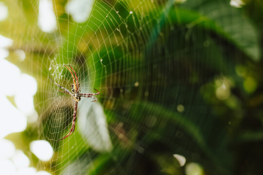 Macro of a Striped Orb-Weaver Spider in a Web with Bright Bokeh