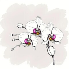 Orchid flower and pods bundle, hand drawn, line art, black ink sketch,  line art,  minimalist