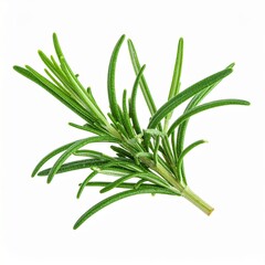 Fototapeta premium Fresh Green Rosemary Herb Isolated on White Background Representing Aromatic Plant and Natural Cooking Concept