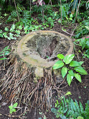 ダイオウヤシの切り株