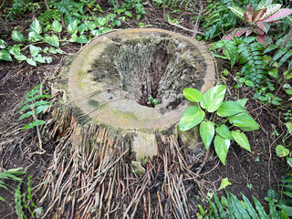 ダイオウヤシの切り株