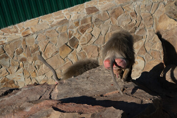 Baboon Rocks Shadow Baboon Stands