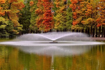 ヌマスギの紅葉が映り込む沼と噴水　埼玉県別所沼公園