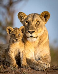 Obraz premium A lioness and her cub sit side-by-side, bathed in warm sunlight, with the adult lioness protectively near the small cub
