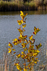 Small pond in an autumn &ldquo;Antonis Tritsis&rdquo; park (Athens, Greece)