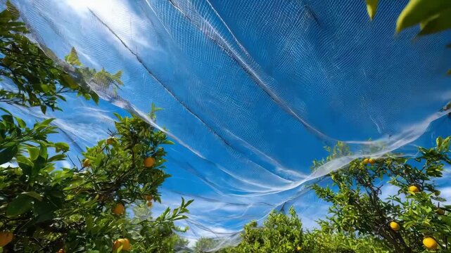 Medium shot capturing protective netting draped over citrus trees effectively reducing wind impact and preventing debris damage.