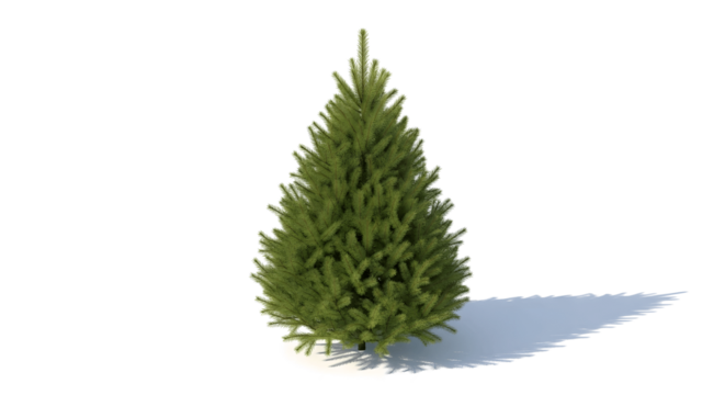 Elegant evergreen tree casting a soft shadow, perfect for holiday designs or nature-themed projects
