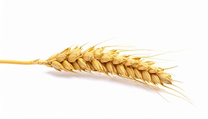 Golden Wheat Ear Isolated on White Background Representing Harvest, Agriculture and Organic Food Concept