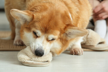 Cute Corgi dog with soft slippers and young woman on carpet in living room