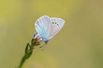 Un azuré des cytises pond ses œufs 