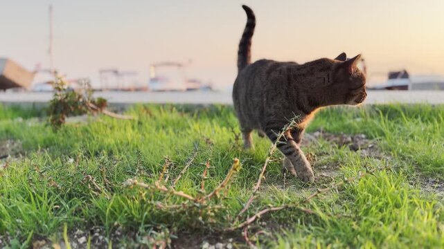 Beautiful tabby street cat walking gracefully through grass toward camera during golden sunset hour