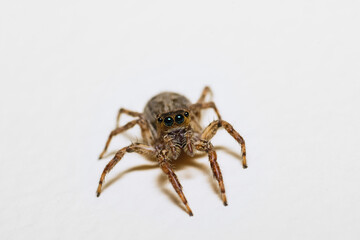 High-Detail Macro Portrait of a Fuzzy Jumping Spider with Large Eyes