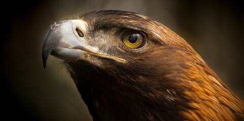 close up of a vulture