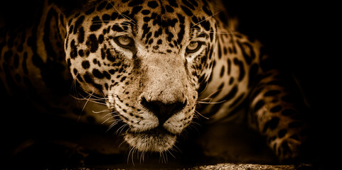 leopard on black background