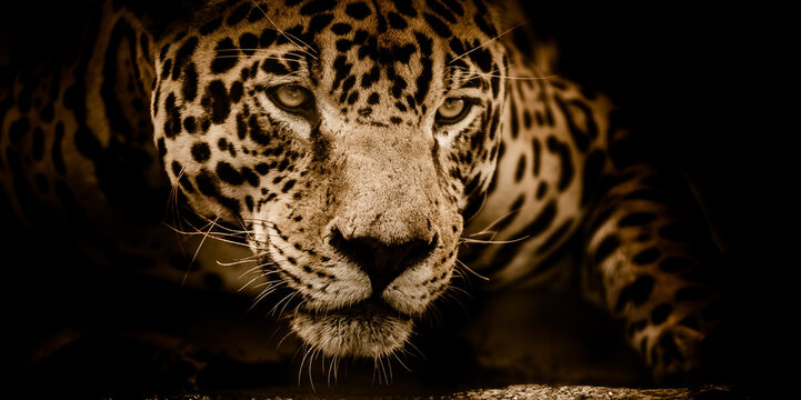 leopard on black background