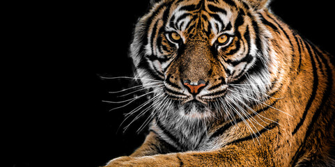 portrait of a bengal tiger